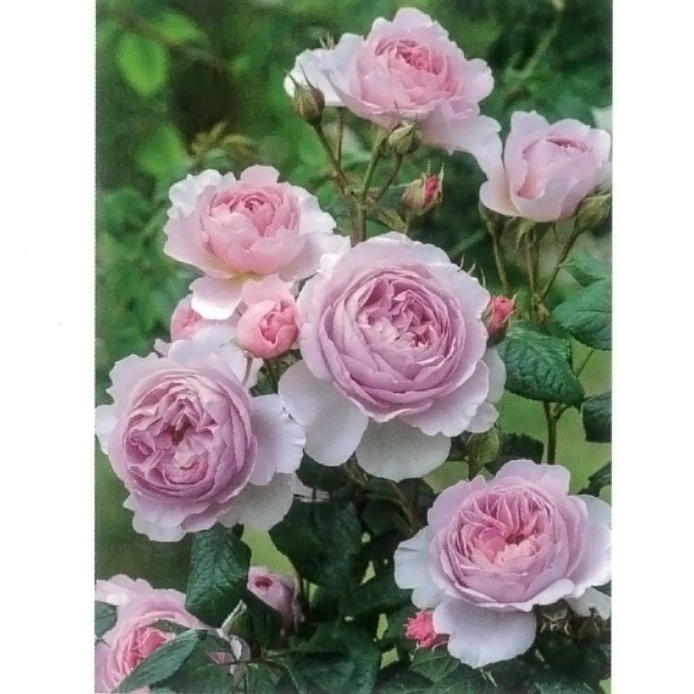 000000076799-01.jpg?size=m&w=