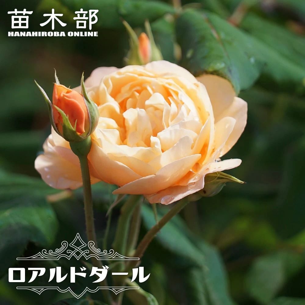 000000076801-01.jpg?size=l&w=