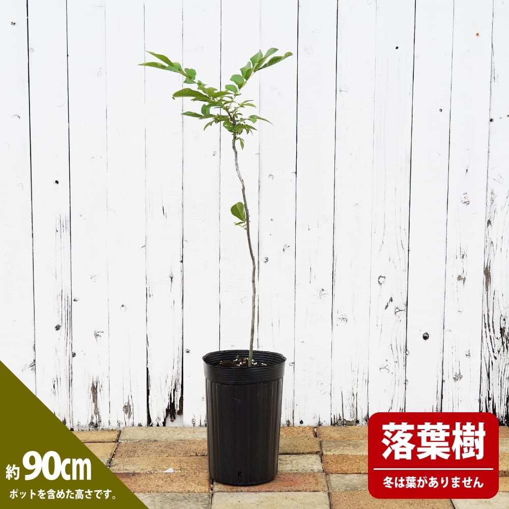 000000076817-03.jpg?size=l&w=