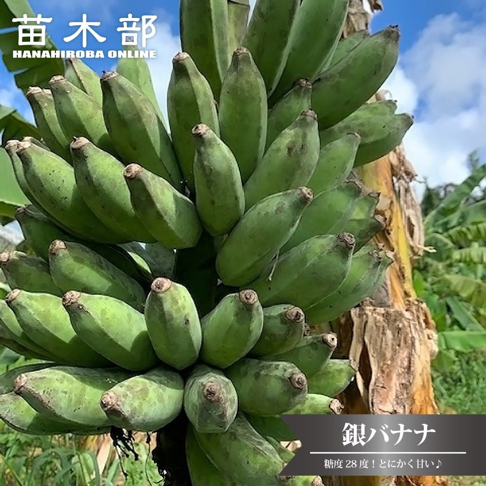 銀バナナ 苗 通販 苗木部 By 花ひろばオンライン