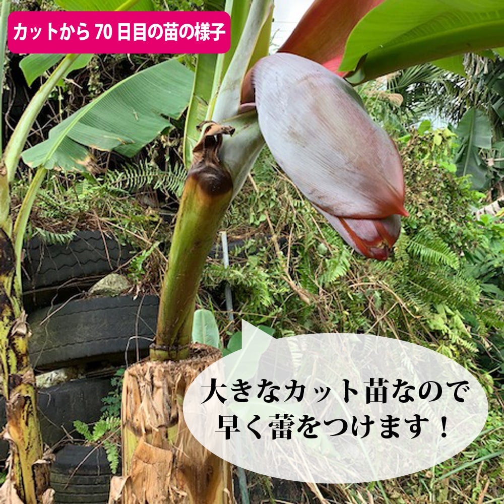 000000077304-07.jpg?size=l&w=