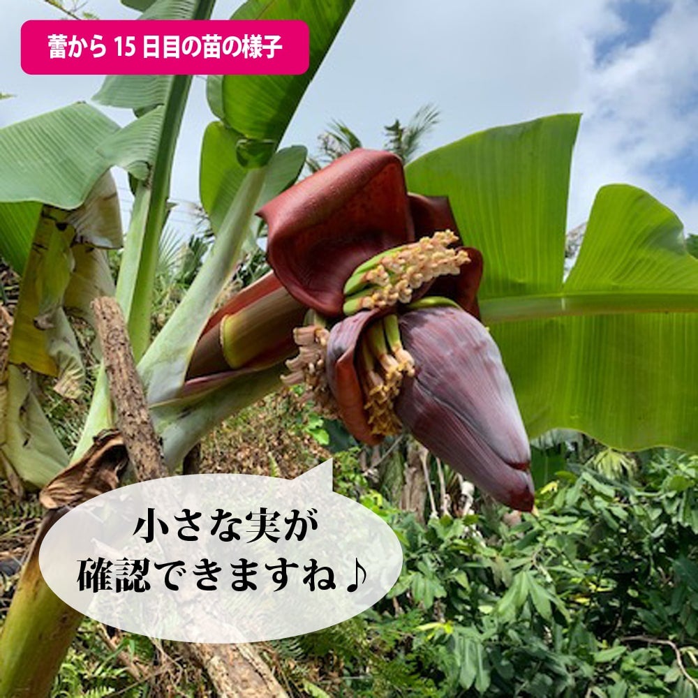 000000077304-08.jpg?size=l&w=