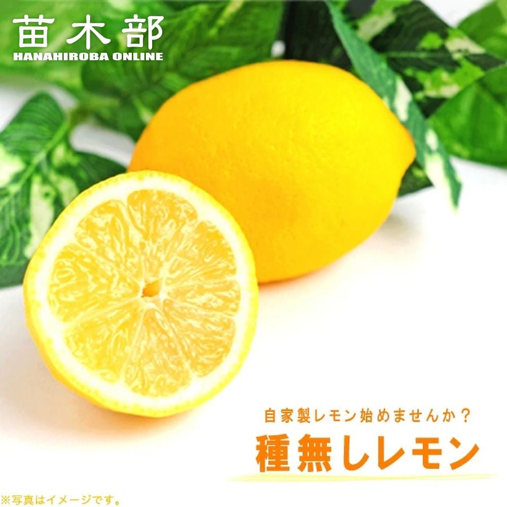 柑橘 レモン 種なしレモン 苗 販売 苗木部 By 花ひろばオンライン