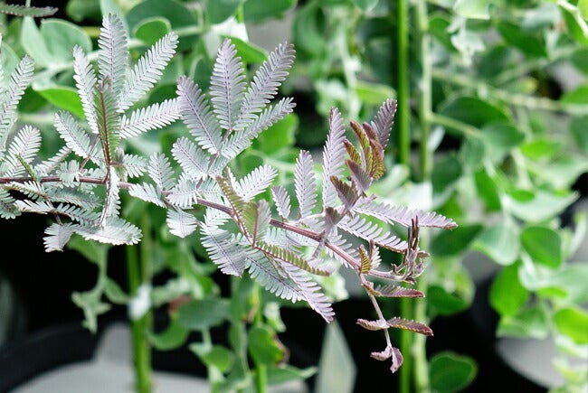 アカシア プルプレア ① ゴールデンミモザ ミモザ 観葉植物 000000077489-05.jpg?size=l&w=