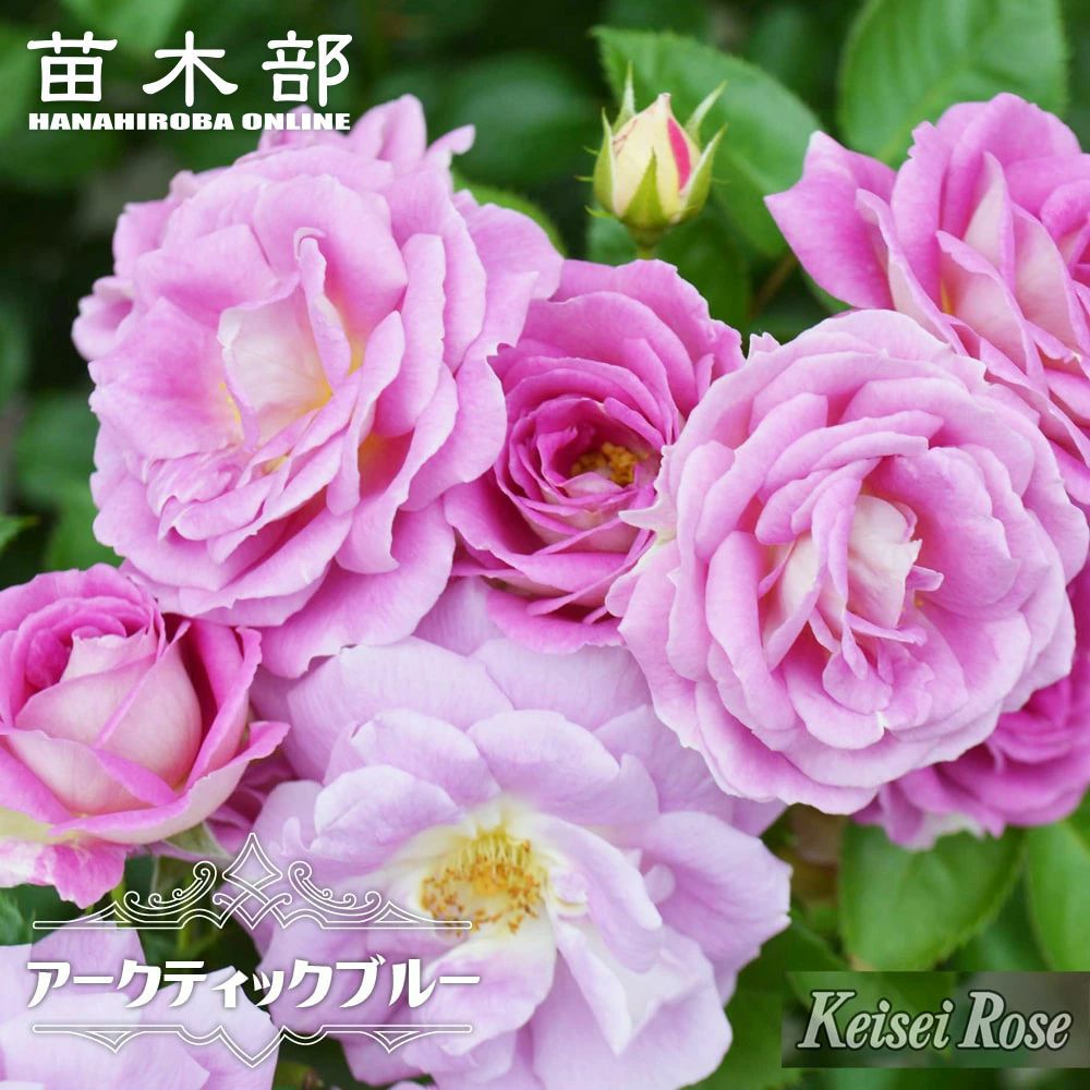 四季咲きバラ苗 【アークティックブルー】 2年生大苗 品種登録出願