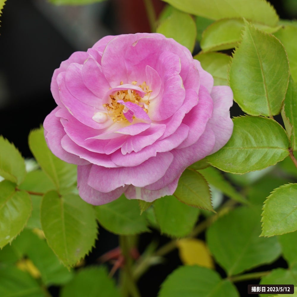 四季咲きバラ苗 【アークティックブルー】 2年生大苗 品種登録出願