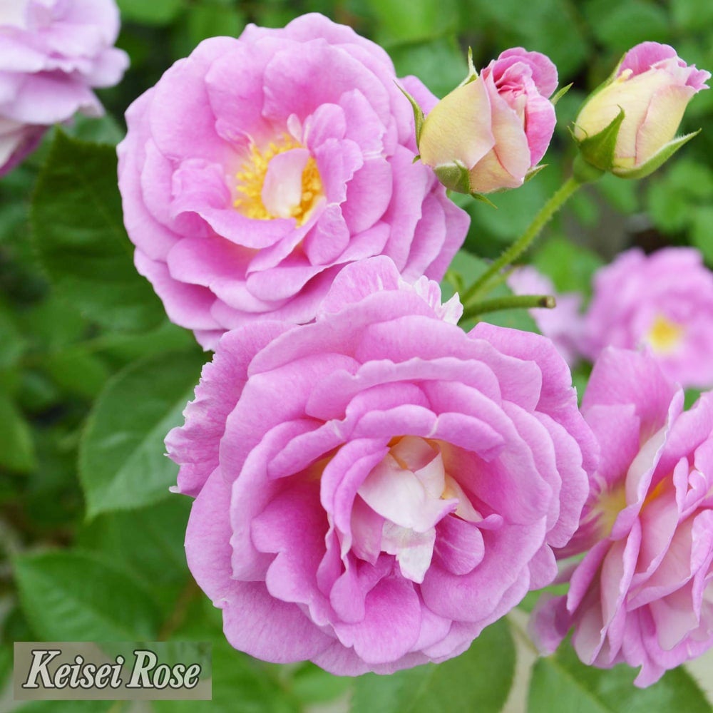 000000077496-06.jpg?size=l&w=