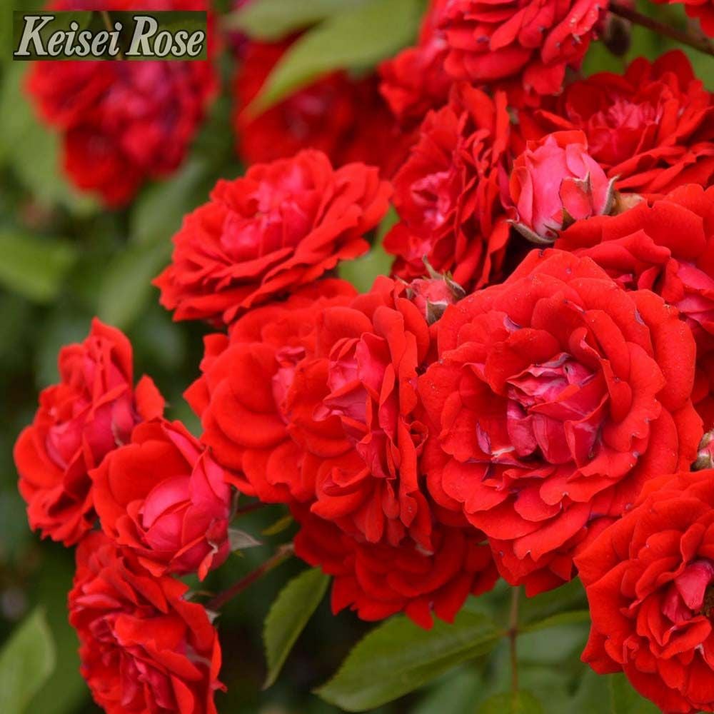 四季咲きバラ苗 【ルビーフラワーカーニバル】 2年生大苗 登録品種