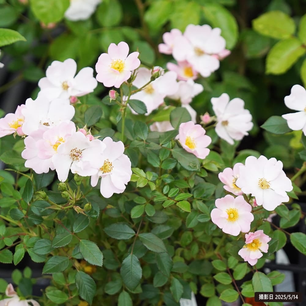 四季咲きバラ苗 【スターリースカイ】 2年生大苗 | 苗木部 本店 By 花