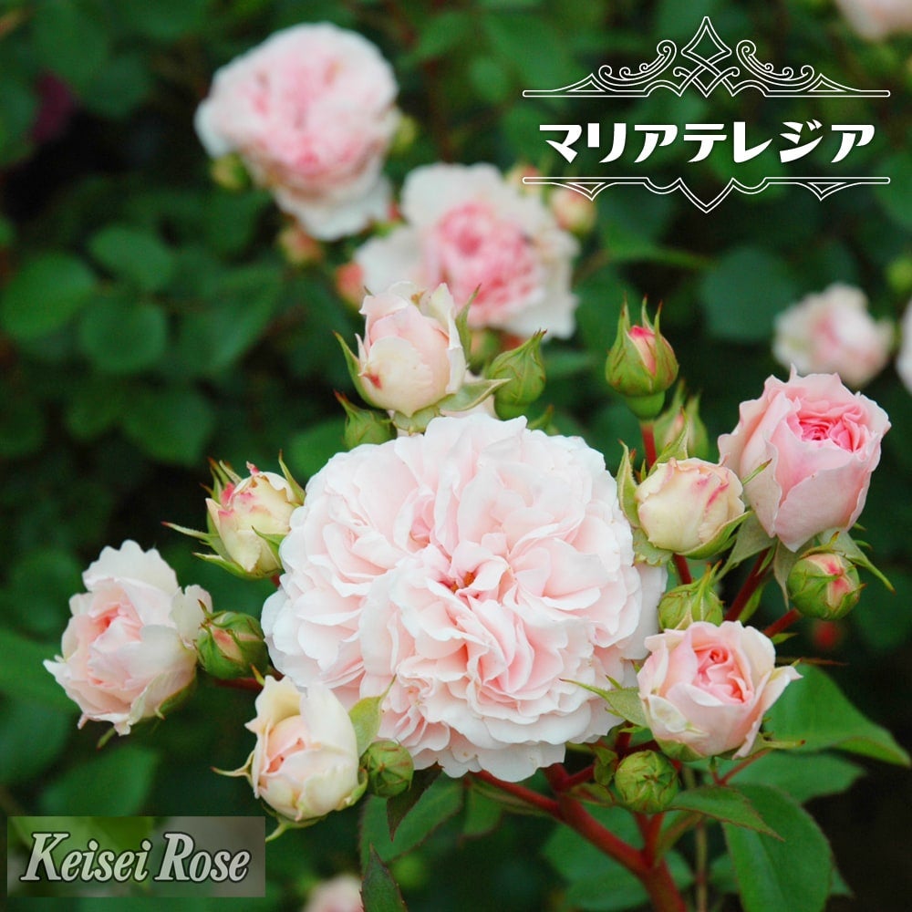 バラ苗 【マリアテレジア】 2年生大苗 | 苗木部 本店 By 花ひろば