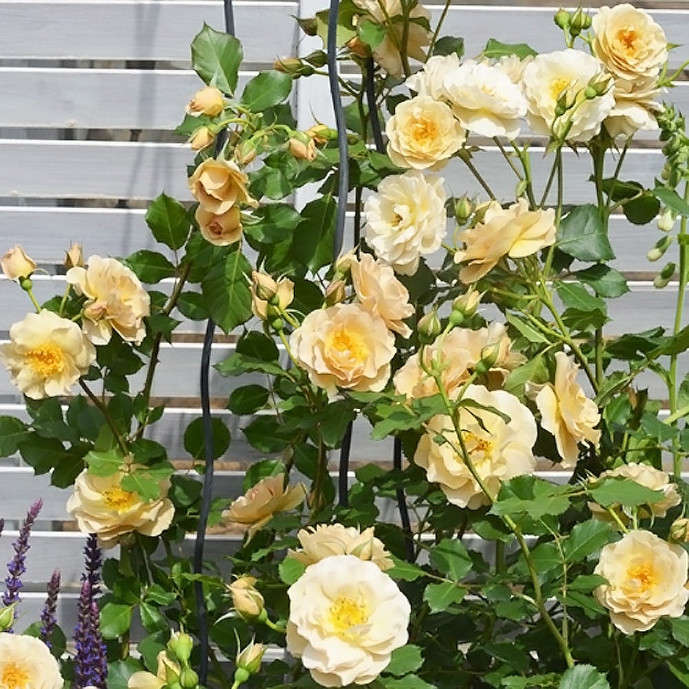 000000077692-02.jpg?size=l&w=