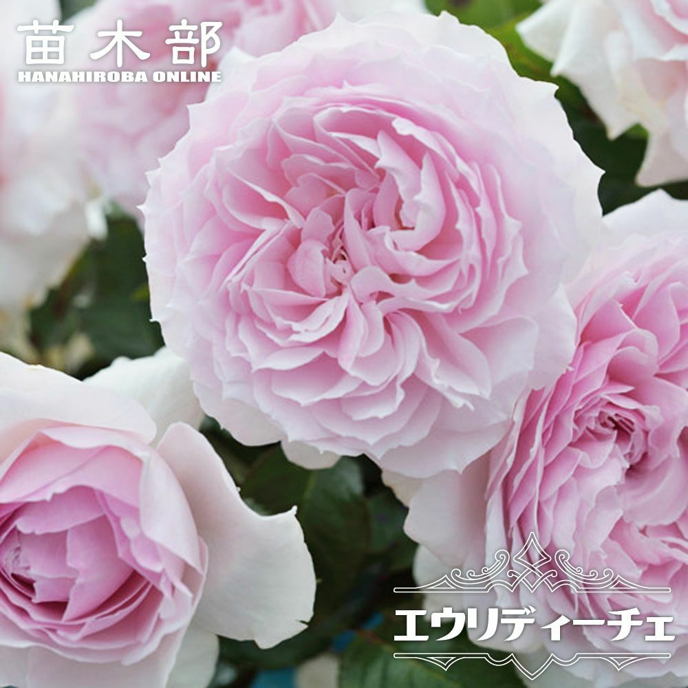 バラ ファビュラス！ FL フロリバンダ 苗 販売 苗木部 By 花ひろば