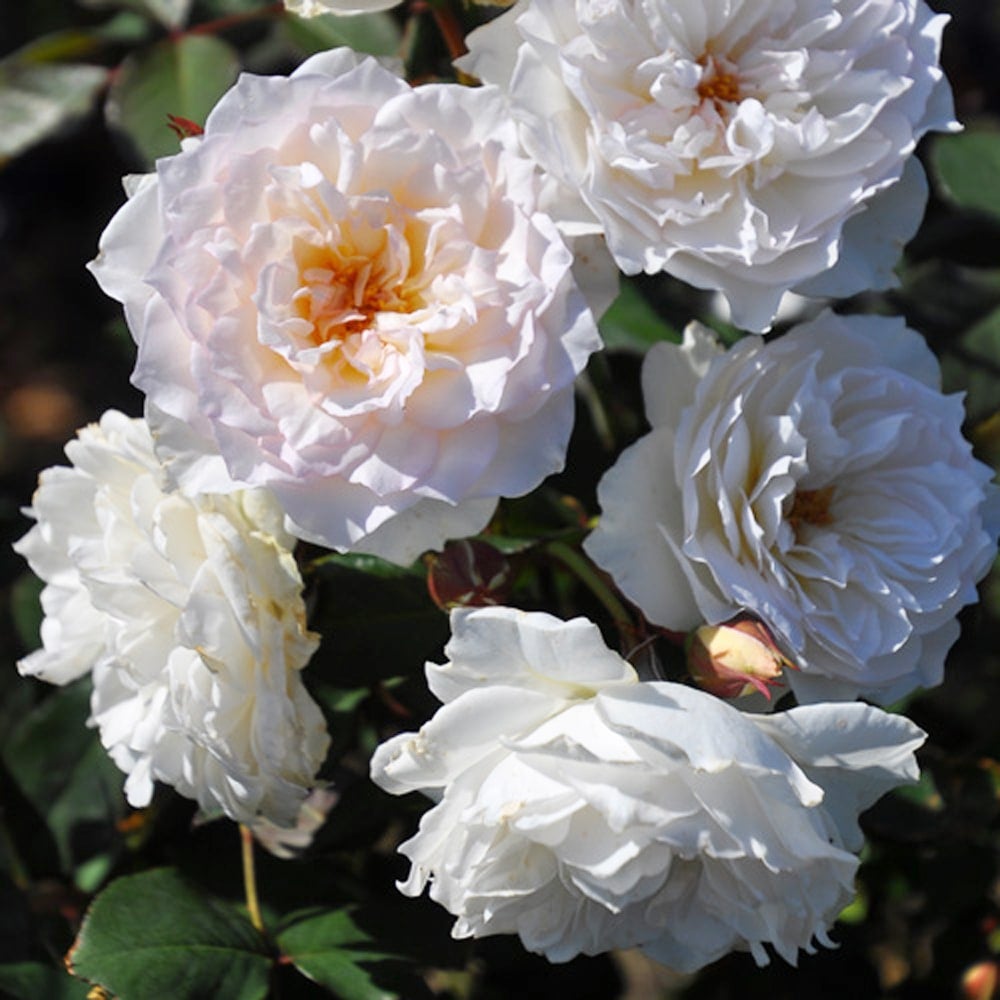 000000077697-02.jpg?size=l&w=