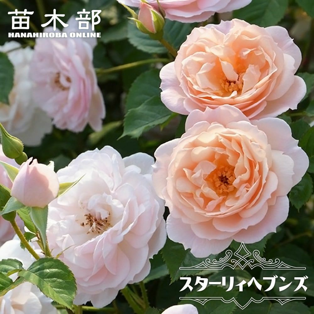 バラ ファビュラス！ FL フロリバンダ 苗 販売 苗木部 By 花ひろば