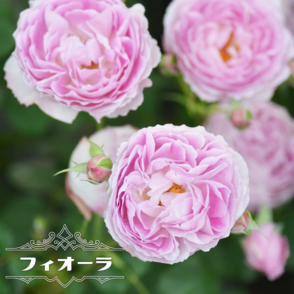 四季咲きバラ苗 【フィオーラ】 2年生大苗 登録品種・品種登録 | 苗木