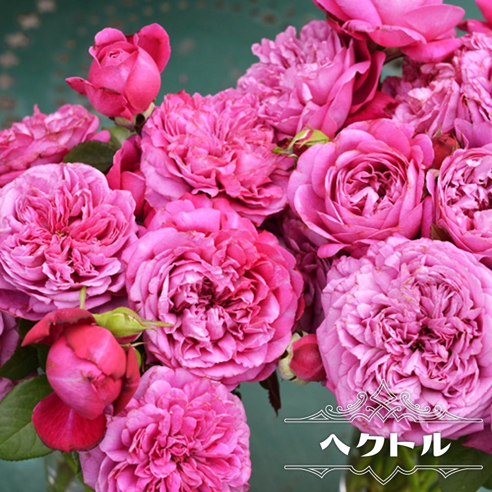 バラ 大苗 薔薇 強香品種 香りのバラ(強香種) | THE ROSE SHOP｜バラ専門店 ザローズショップ