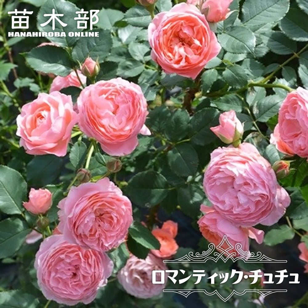 薔薇苗 imgrc0075581581.jpg バラ苗 ロマンティックな強健 花