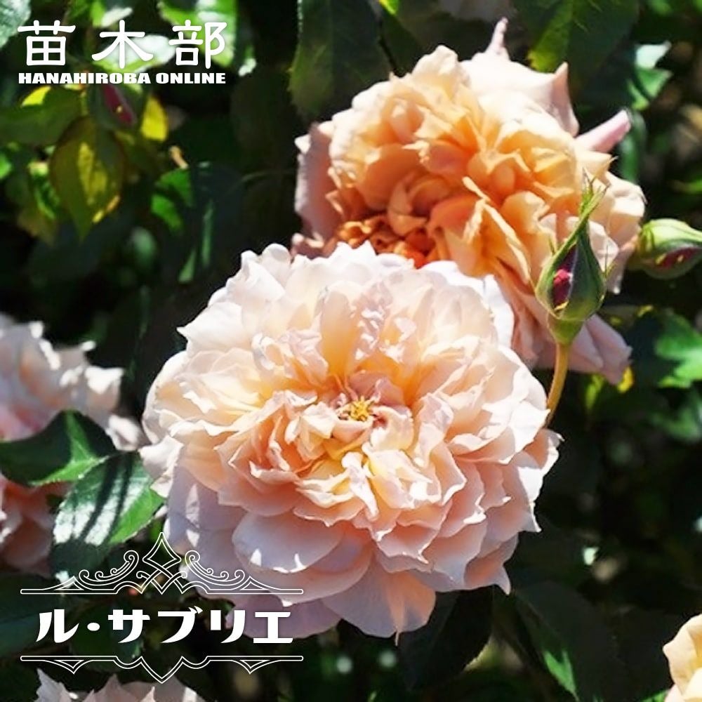 芍薬 西洋シャクヤク フェスティバマキシマ 苗 販売 苗木部 By 花