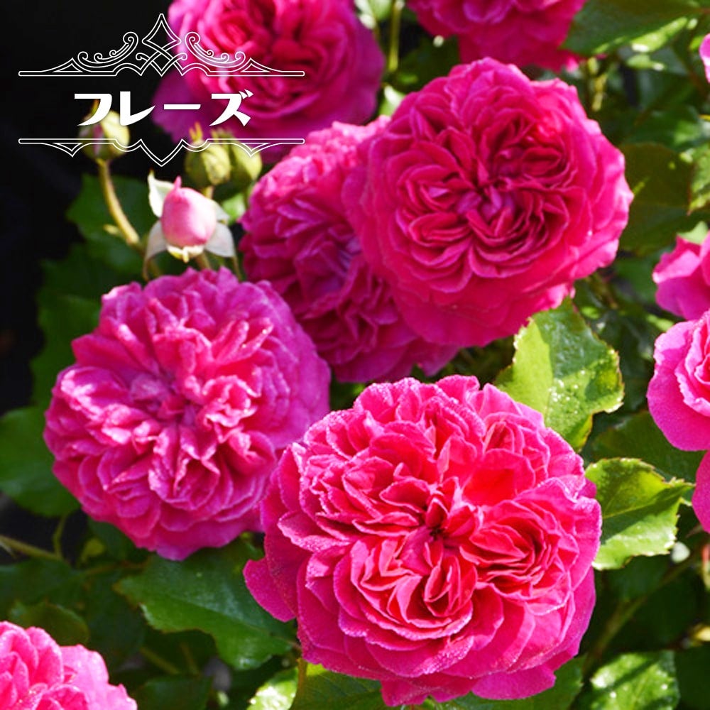 000000077806-01.jpg?size=l&w=