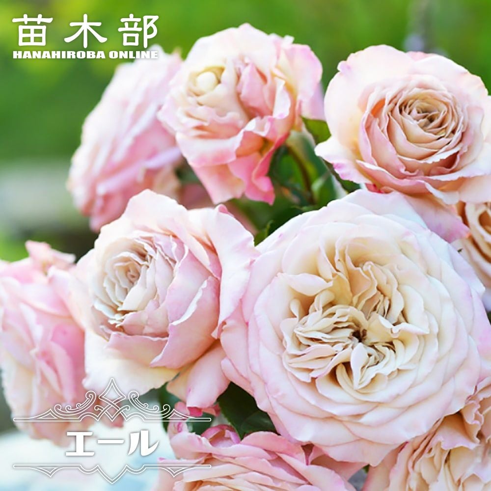 バラ苗　切りバラ苗　R♡yal blush バラ苗 バラ苗 切りバラ苗 R♡yal blush バラ苗 【公式通販】