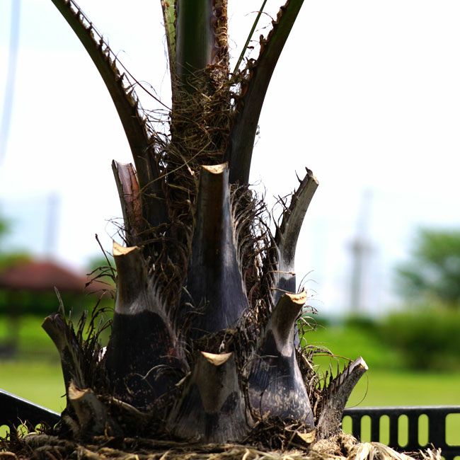 ヤシ ココスヤシ 苗 植え時期 苗木部 By 花ひろばオンライン