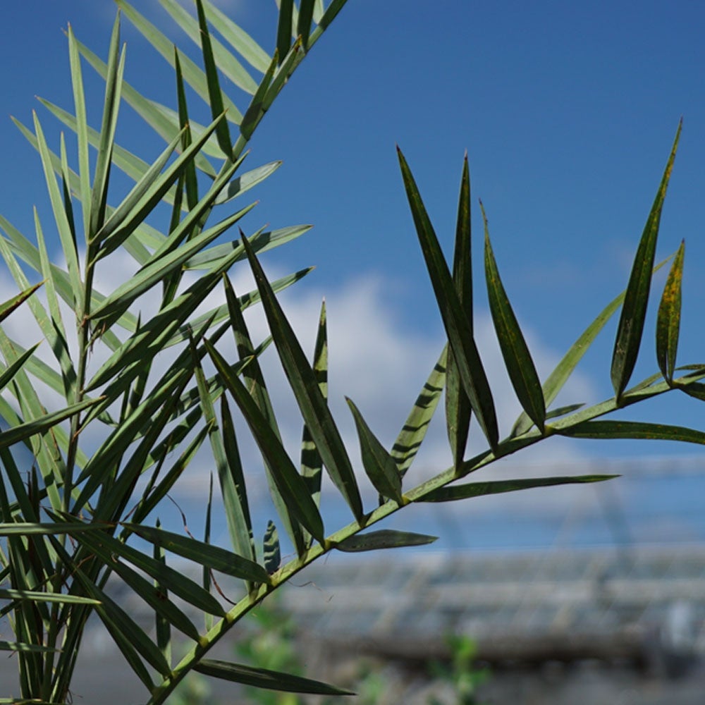 000000078605-07.jpg?size=l&w=