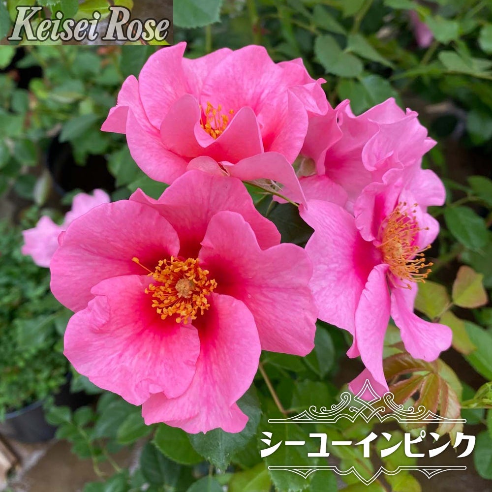 GWsale⭐綺麗なピンク色にグレー色の薔薇⭐紬⭐細身 セール 20％オフ 四季咲きバラ 【シーユーインピンク 】 2年生大苗