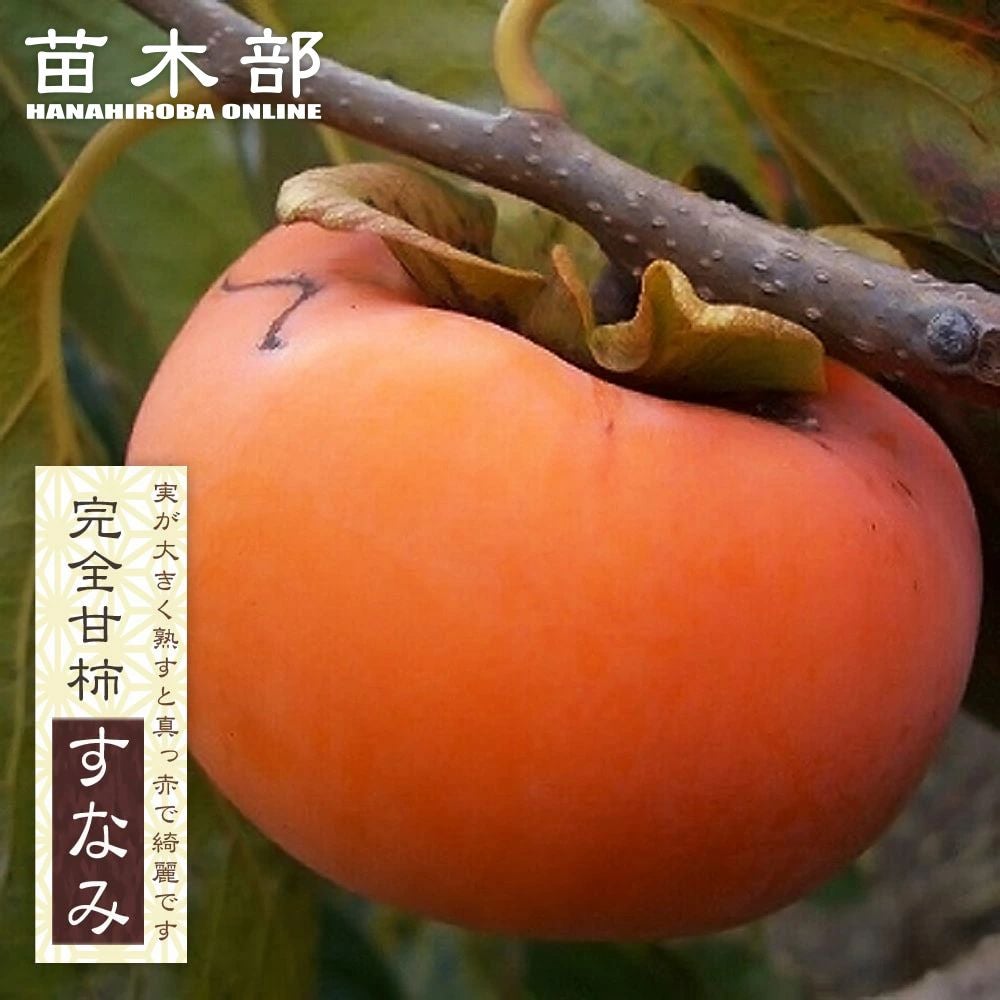 000000079511-01.jpg?size=m&w=