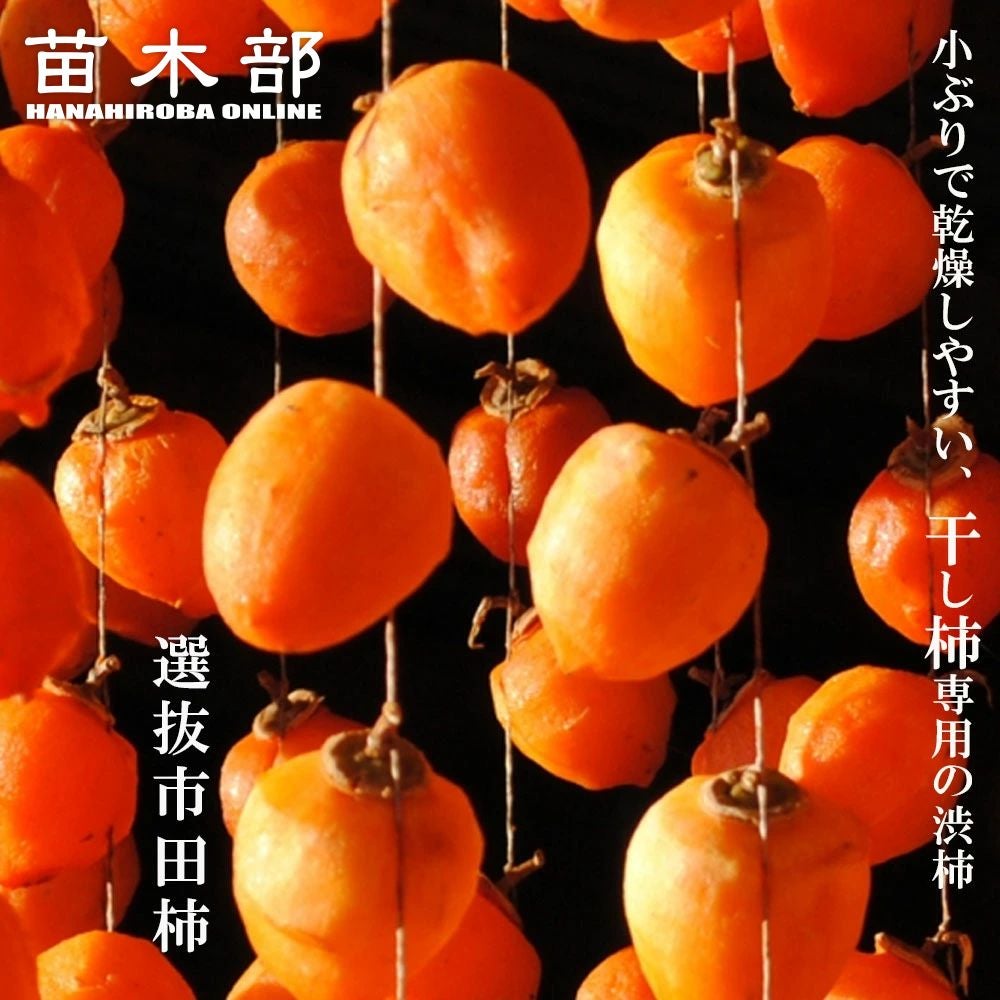 柿の苗木一覧 果樹苗専門店の通販 苗木部 By 花ひろばオンライン本店