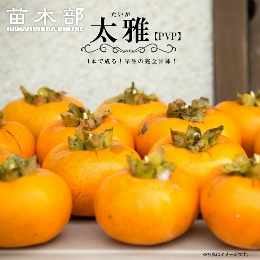 完全甘柿 大豊／苗木／正規品 商品タグ／証明書付き 000000079528-01.jpg?size=m&w=