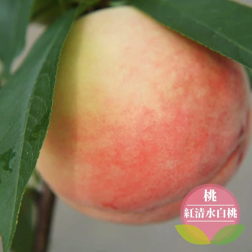 モモ 白桃 紅清水白桃 苗 通販 苗木部 By 花ひろばオンライン