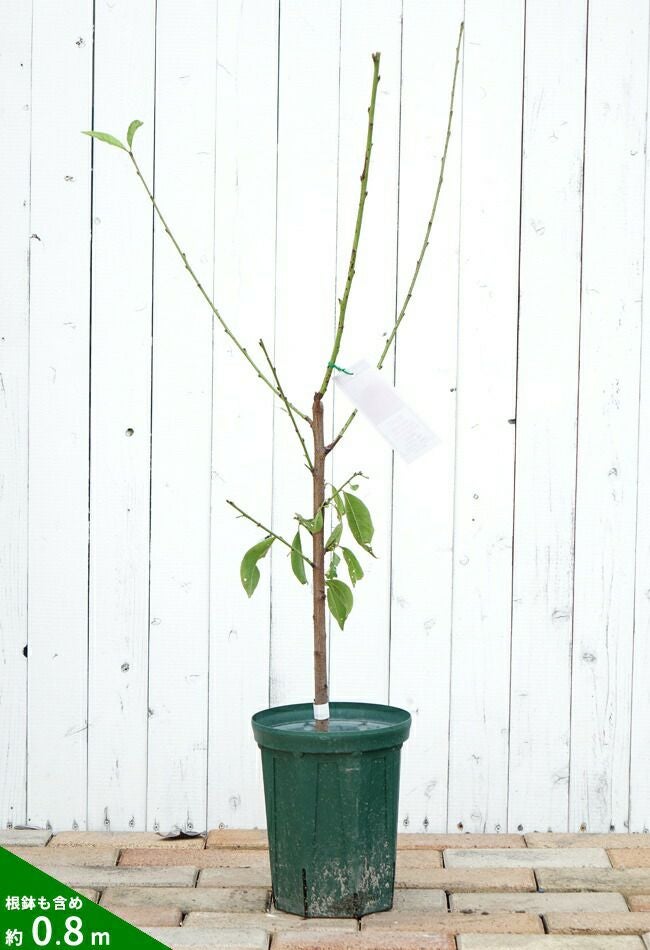 000000079543-03.jpg?size=l&w=