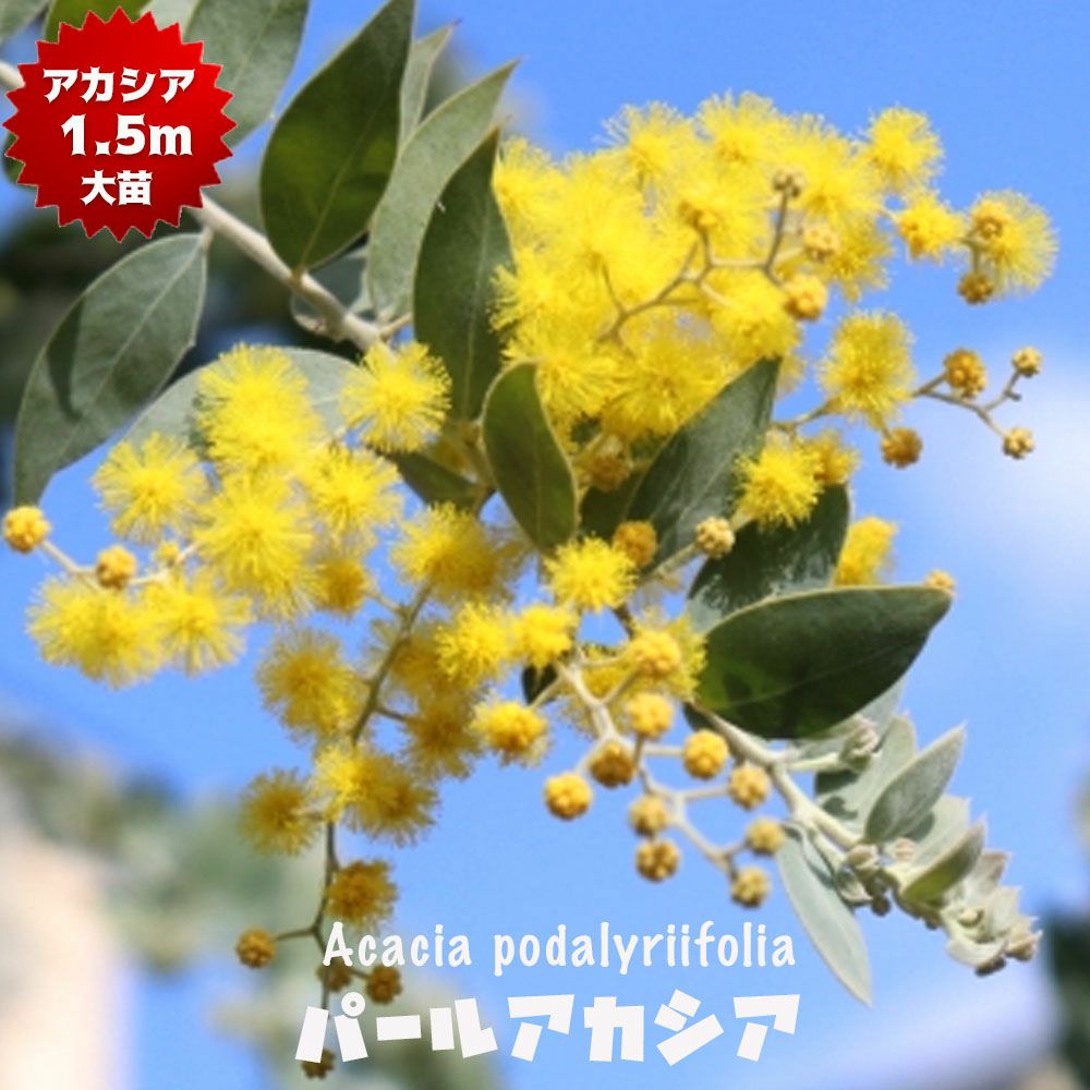 アカシア パールアカシア 苗 おすすめ 苗木部 By 花ひろばオンライン