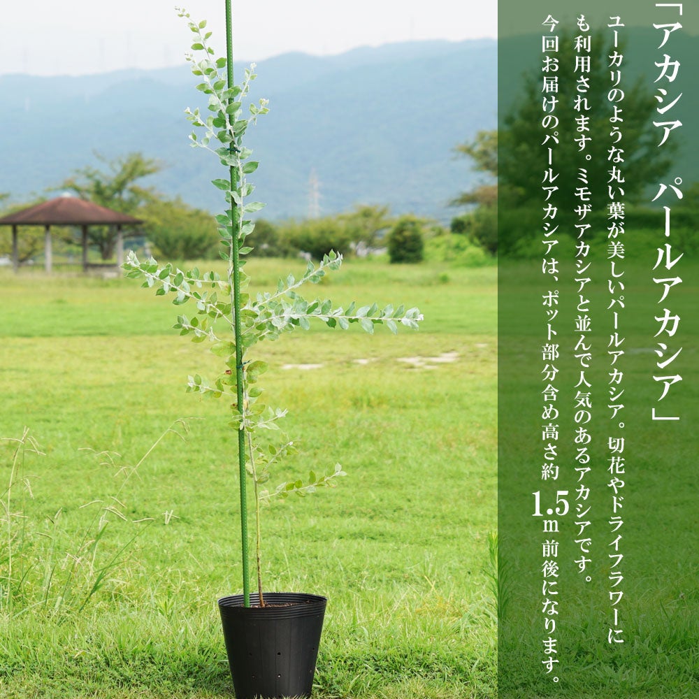 パールアカシア 苗 整った樹形 155cm 9号鉢 大型❗綺麗なシルバーグリーン 000000079577-03.jpg?size=l&w=