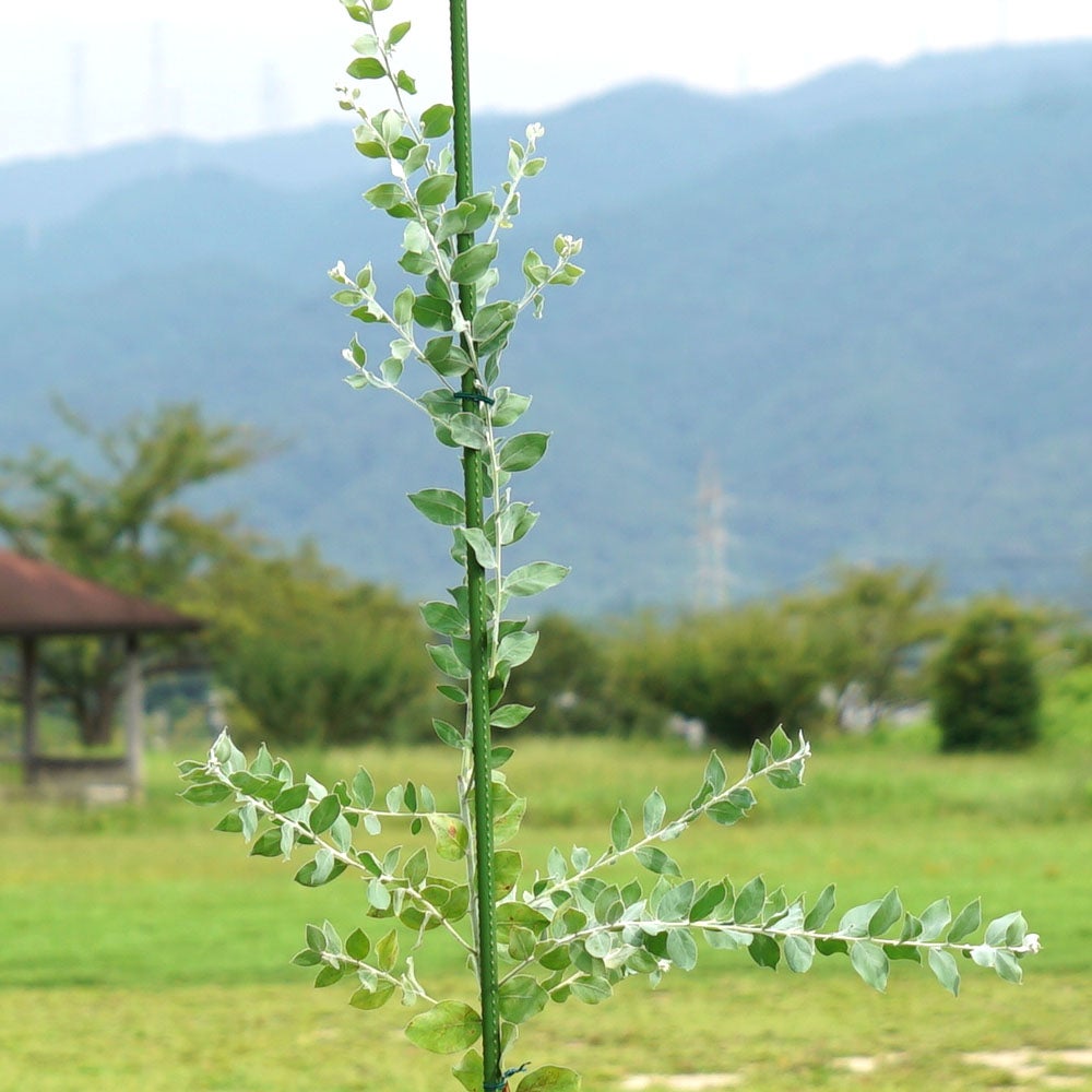 樹高約95cm！パールアカシアの大苗 鉢植えパールアカシア 約1.8m 現品発送 イエロースパーク 特大植木