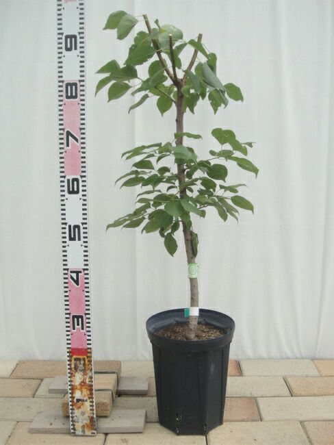 000000079591-02.jpg?size=l&w=