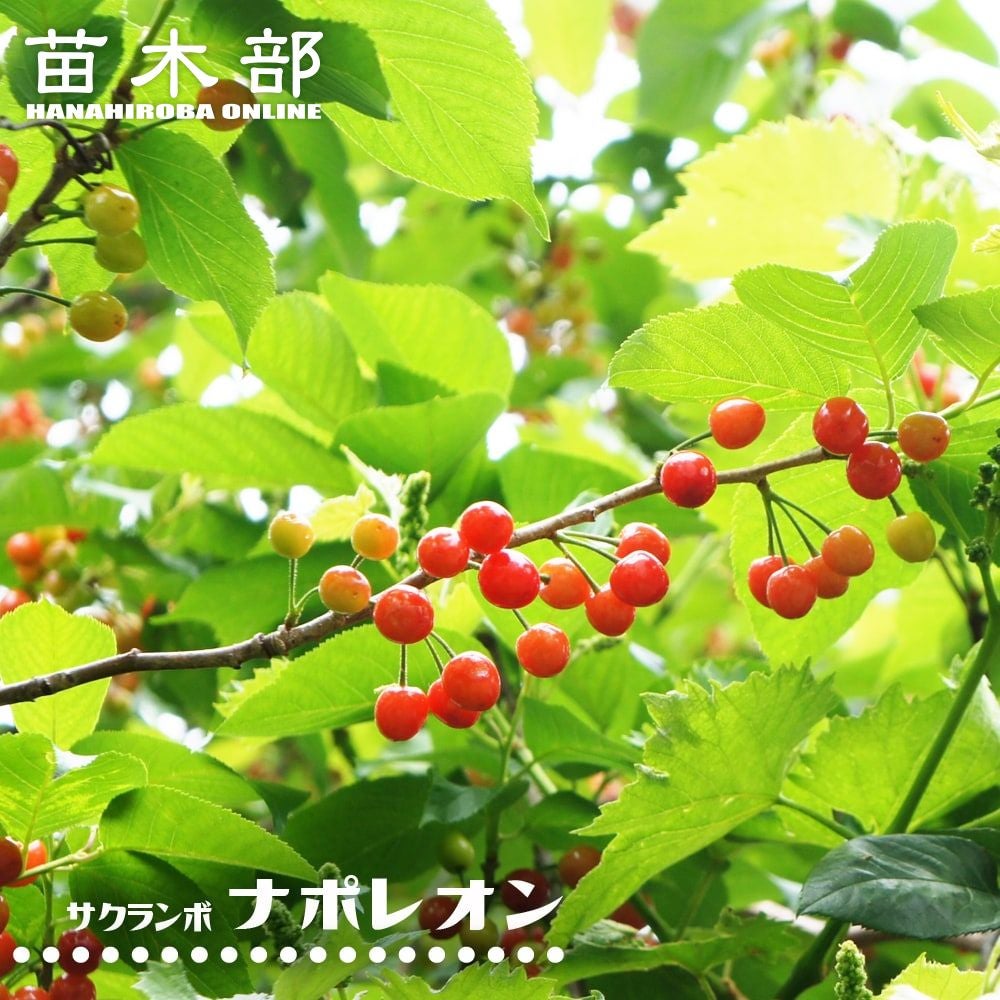 サクランボ ナポレオン 苗 通販 おすすめ 苗木部 By 花ひろばオンライン