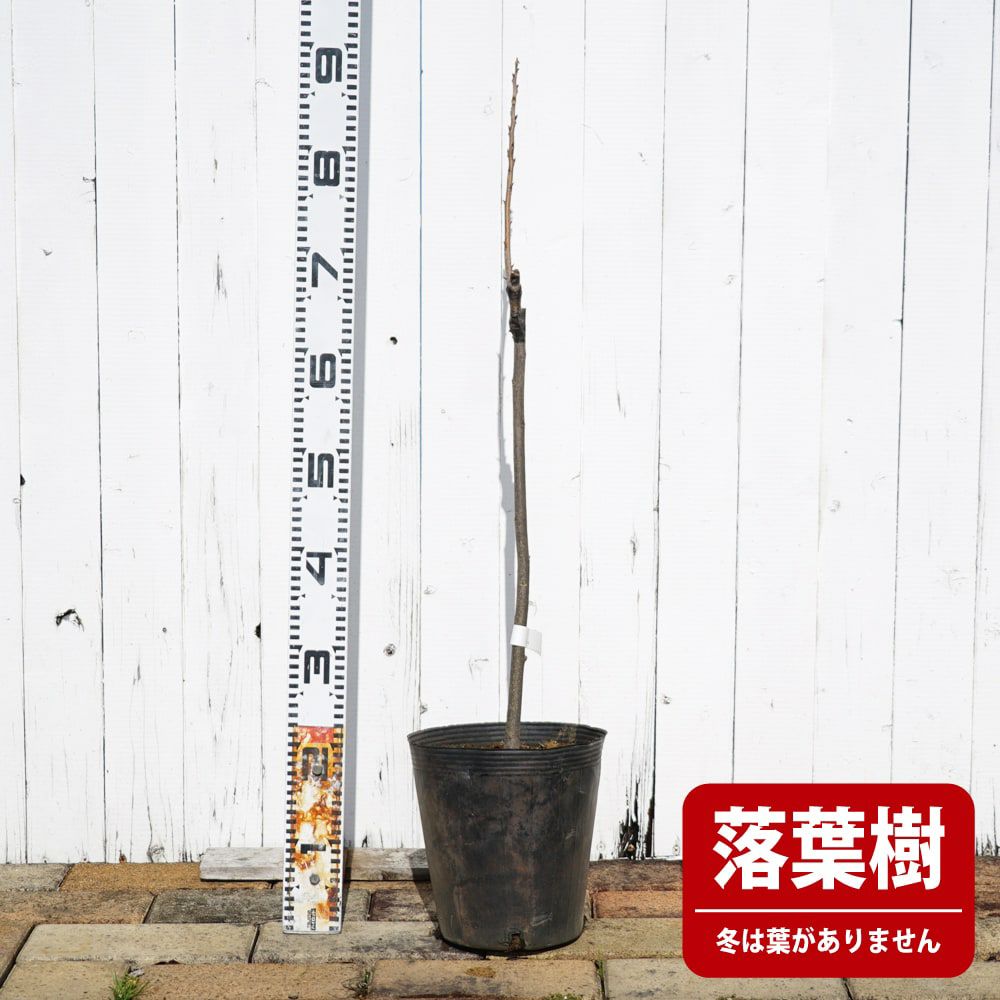 000000079925-04.jpg?size=l&w=