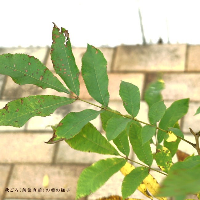 ペカンナッツ カンザ 苗 販売 苗木部 By 花ひろばオンライン