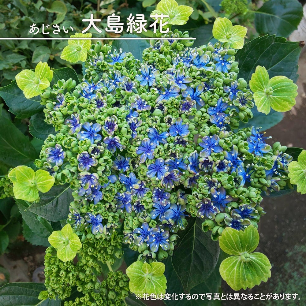 ドライフラワー 【アジサイ ブルー系】 ドライ 花材 花びら 紫陽花