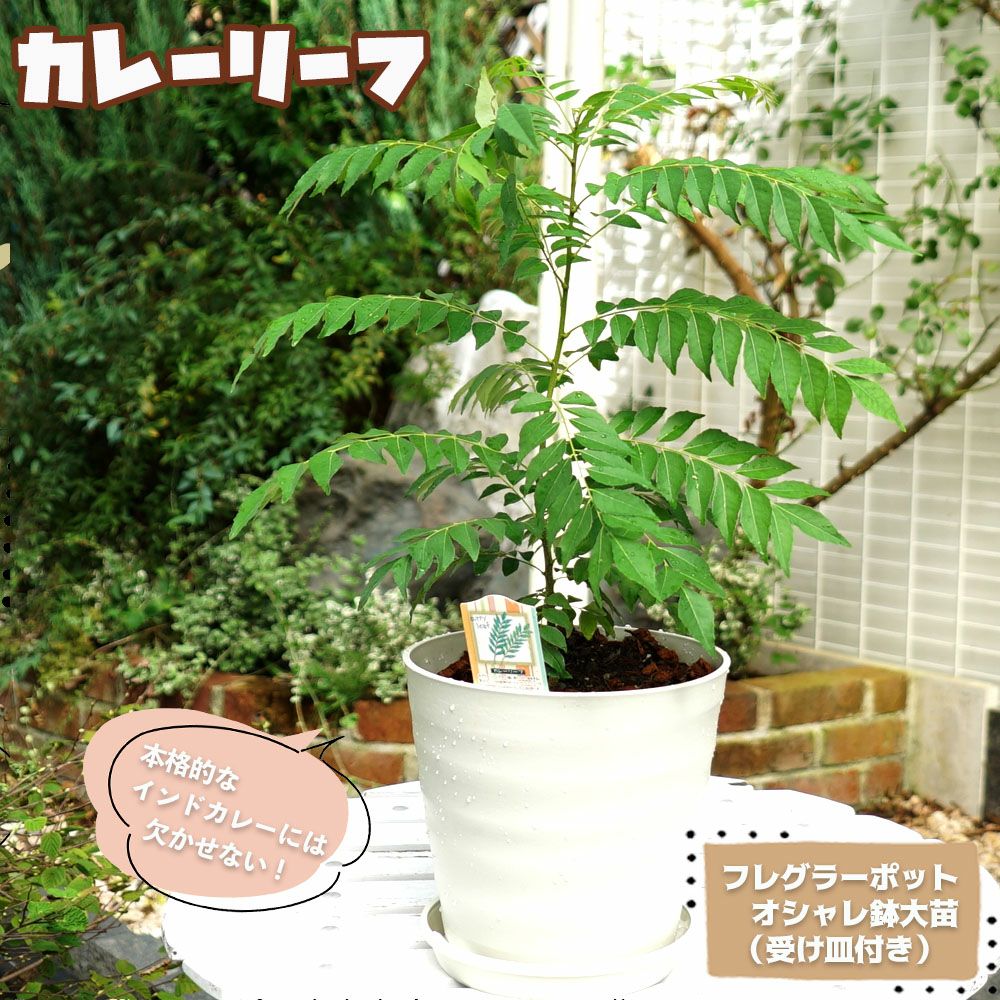 カレーリーフ 苗 通販 苗木部 By 花ひろばオンライン
