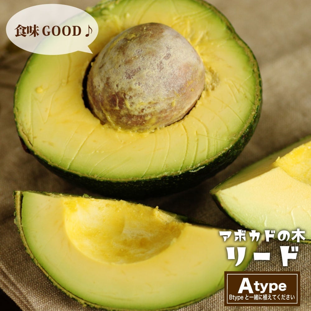 リード種】 アボカド Aタイプ 2年生 接木苗 単品 or 1500円お得な受粉