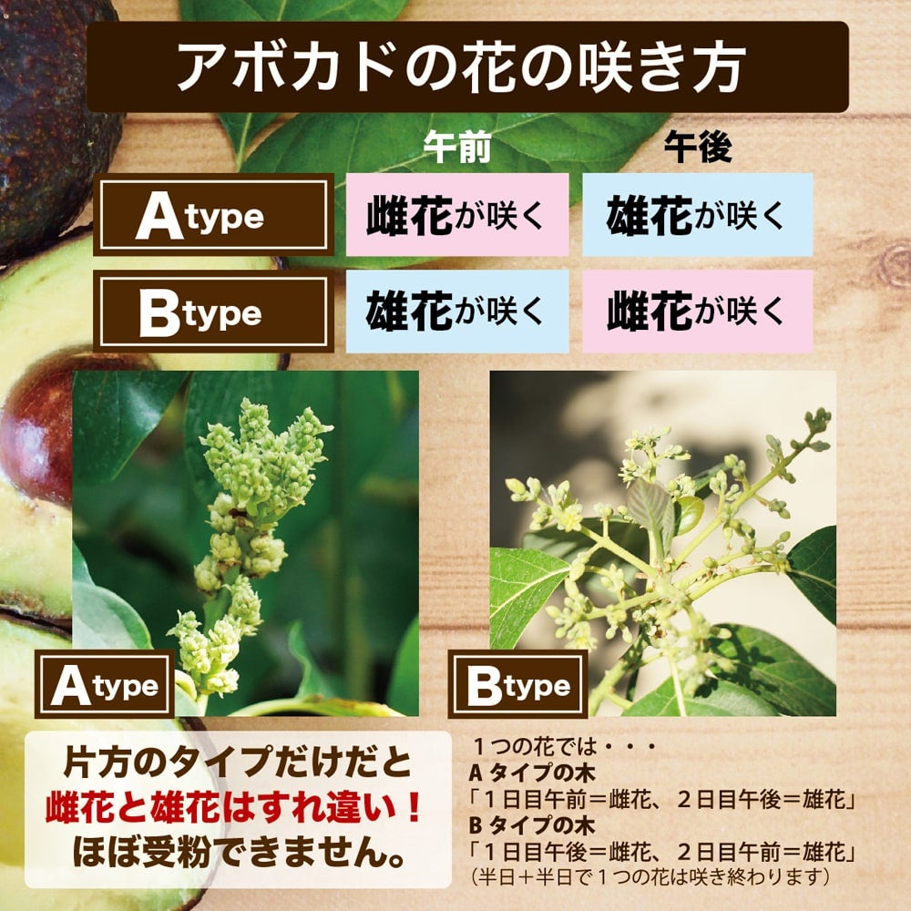 リード種】 アボカド Aタイプ 2年生 接木苗 単品 or 1500円お得な受粉