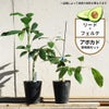 アボカド リードとフェルテの受粉樹セット