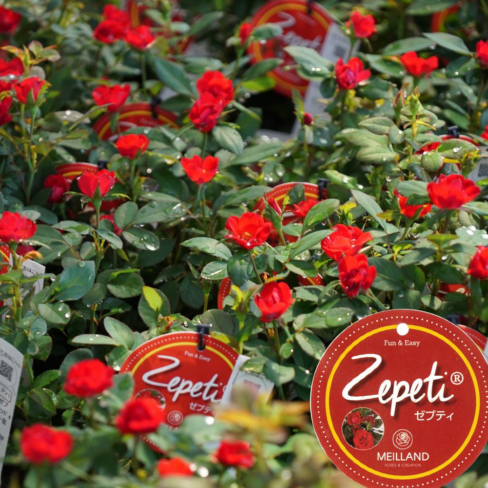 000000080693-01.jpg?size=l&w=