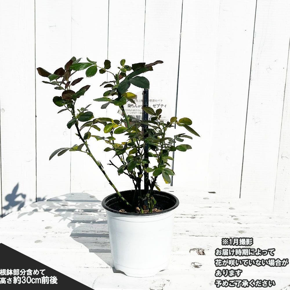バラ ゼプティ Mini ミニバラ 苗 販売 苗木部 By 花ひろばオンライン