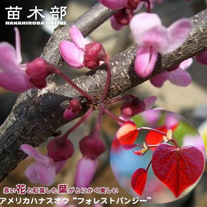 000000080844-01.jpg?size=l&w= 