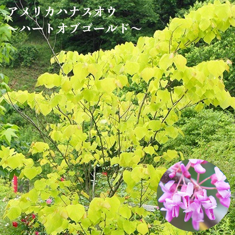 ハナズオウ　白花　落葉樹 ハート型の葉　120cm 鉢ごと 000000080845-01.jpg?size=l&w=