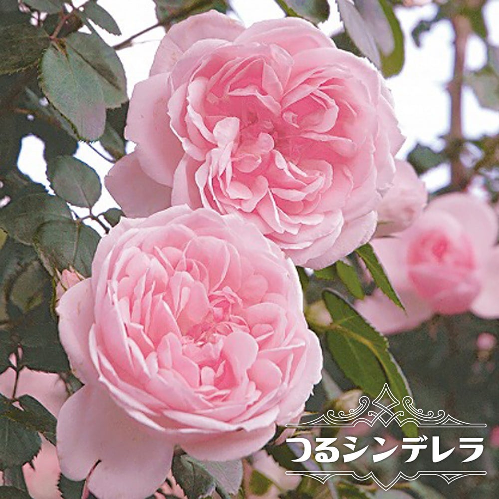 000000080928-01.jpg?size=m&w=