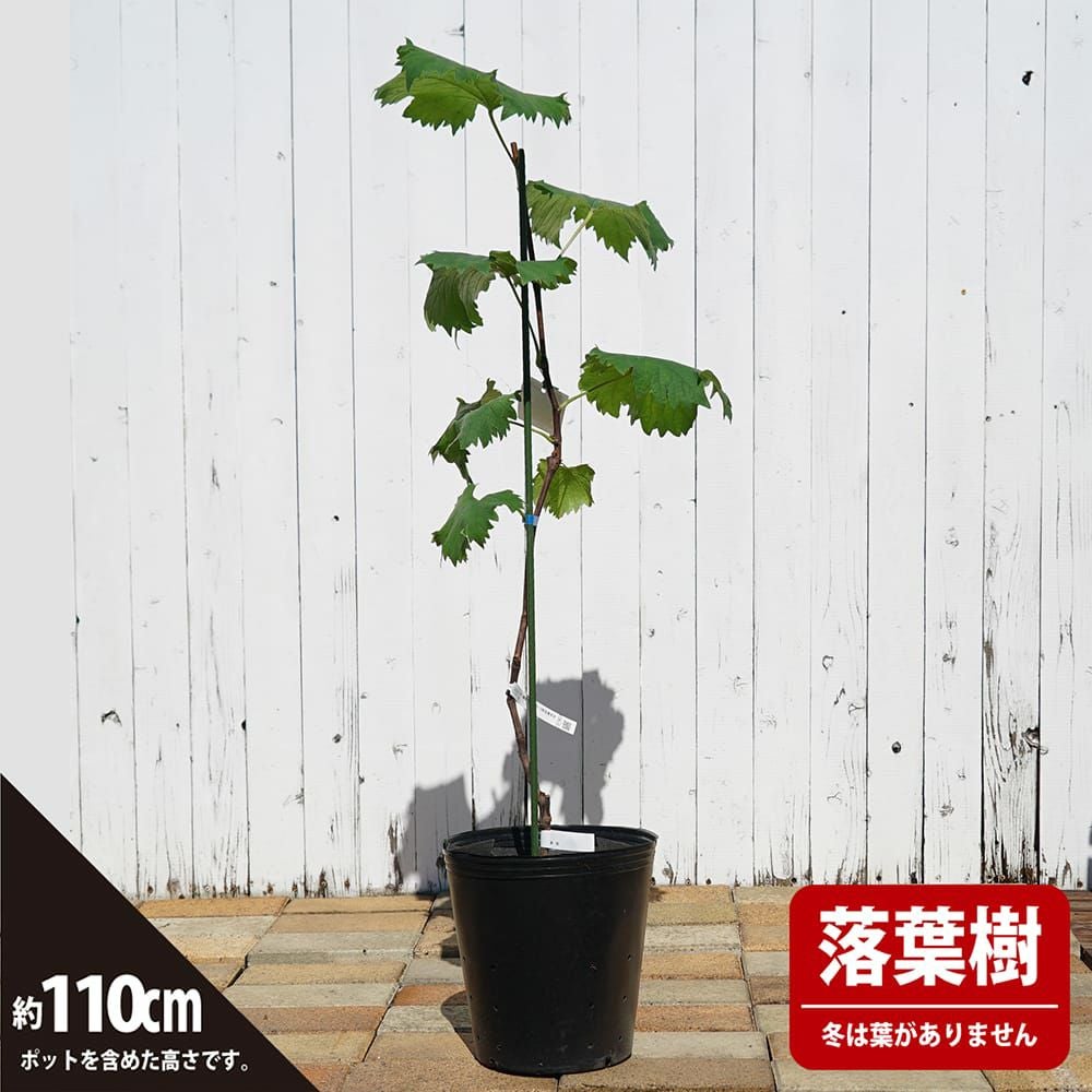 000000081064-02.jpg?size=l&w=